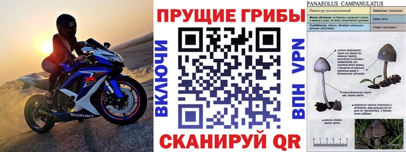 Галлюциногенные грибы прущие грибы  Спас-Деменск 